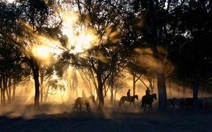 cowboys roam the forest in Australia