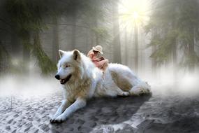 Girl on the beautiful and cute, white wolf, among the beautiful forest in fog