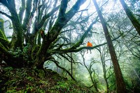 Man in red sits on tree in forest