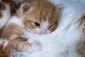 unusual beauty Kitten Affection