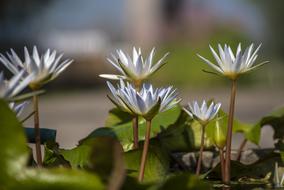 blooming blue lotus close-up on a blurred background