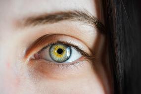 yellow-gray female eye