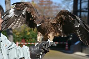 Animal Bird Raptor on hand