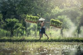 farmer in a rice field in Cambodia