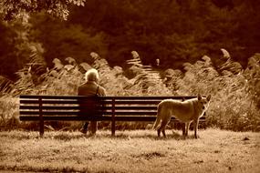 senior man resting on the bench