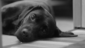 Cute Black dog lays on floor looking up