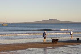 people with dogs by the sea in New Zealand