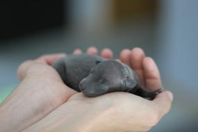 newborn greyhound puppy on the palm