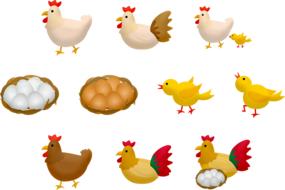 chicken and eggs as a drawing