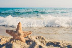 starfish in the sand on the sunny coast