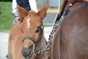 brown foal is tied to a horse