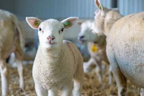 tagged newborn lamb