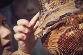 child touching Phyton Snake