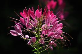 pink flowers on a dark background