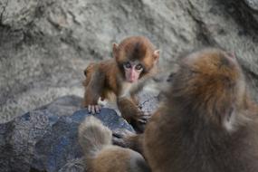 monkey family in a park in japan