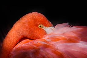 red flamingo Birds