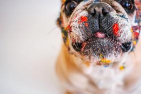 dog breed french bulldog in coloring