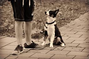 Dog and person leg monochrome