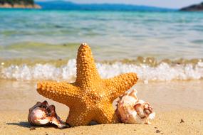 Orange Colors sea star