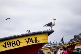 seagull on a yellow fishing boat on the ocean