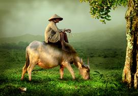 asian Man Riding cattle at scenic landscape