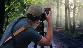 Photograph forest