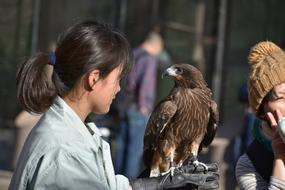 Bird Raptor abd girl