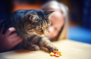 Sweet Tooth Cat