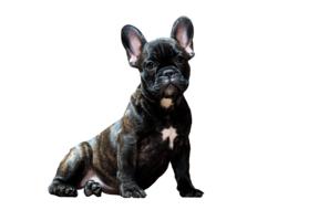 black french bulldog, puppy