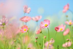 pink summer flowers in blurred background