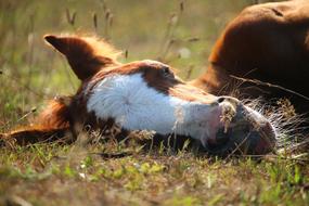 thoroughbred foal resting on the ground