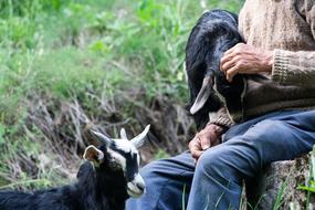 Man with the beautiful and cute, black and white goats, among the green plants
