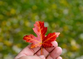 Hand Finger Autumn