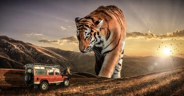 giant tiger looking at man sitting on hood of car at scenic sunset landscape, collage