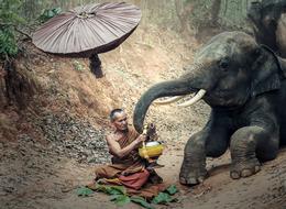 Elephant Asia person