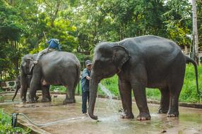 washing of elephants in Thailand