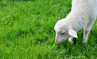 white lamb is nesting in a bright green meadow
