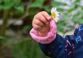 Hand Marguerite flower
