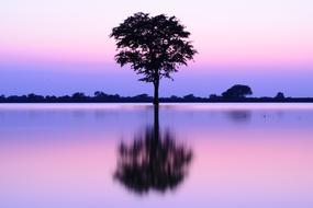 Beauty tree and pond pink blue