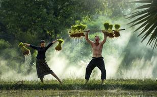 man and woman harvest rice in Burma