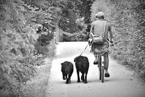 Cyclists Man and Dogs