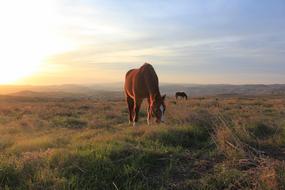 Horse Sunset