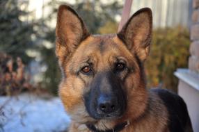 amazing Dog Training