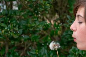 flower Dandelion and girl