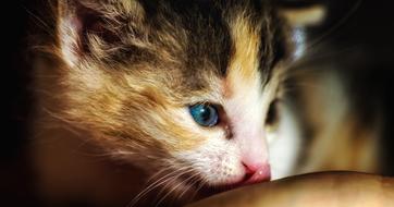 Tiny Cute Kitten head close up