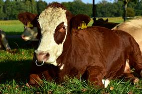 spotted cow with a nose ring is resting on the field