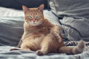 Red-Headed Cute Cat at home