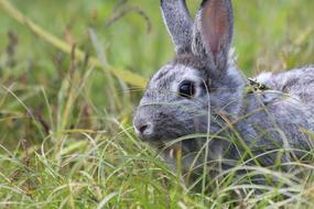 gray rabbit hiding in green grass