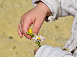 chamomile in the hands of a child on a blurred background