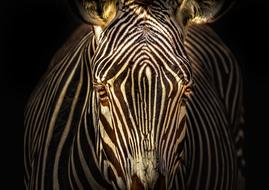 portrait of a striped zebra